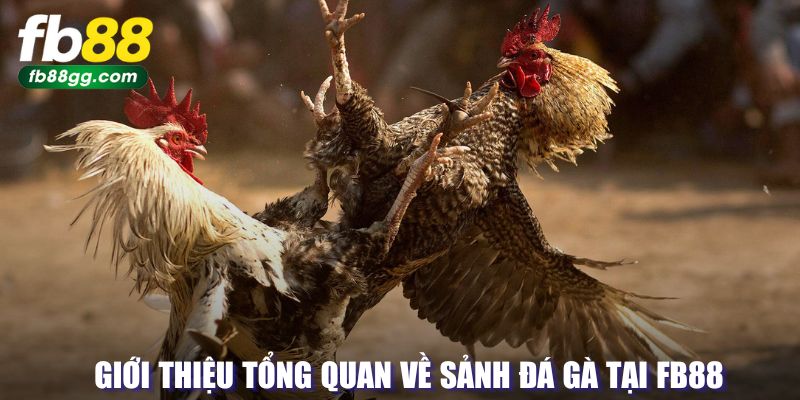 ĐÁ GÀ 1 Tổng quan về hình thức đấu gà tại FB88