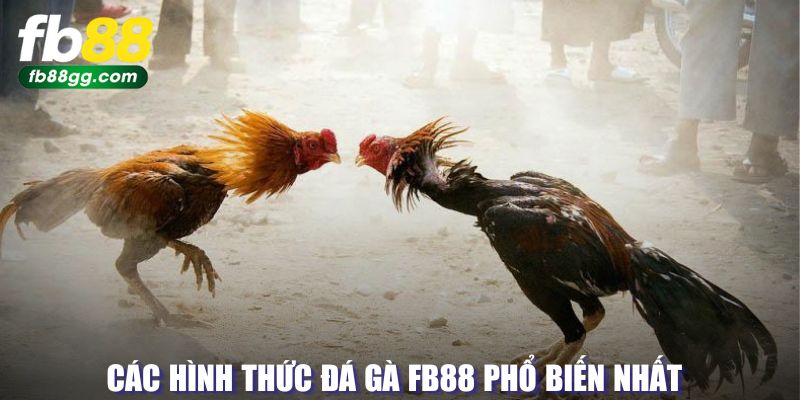 ĐÁ GÀ 5 Hình thức đấu gà FB88 phổ biến